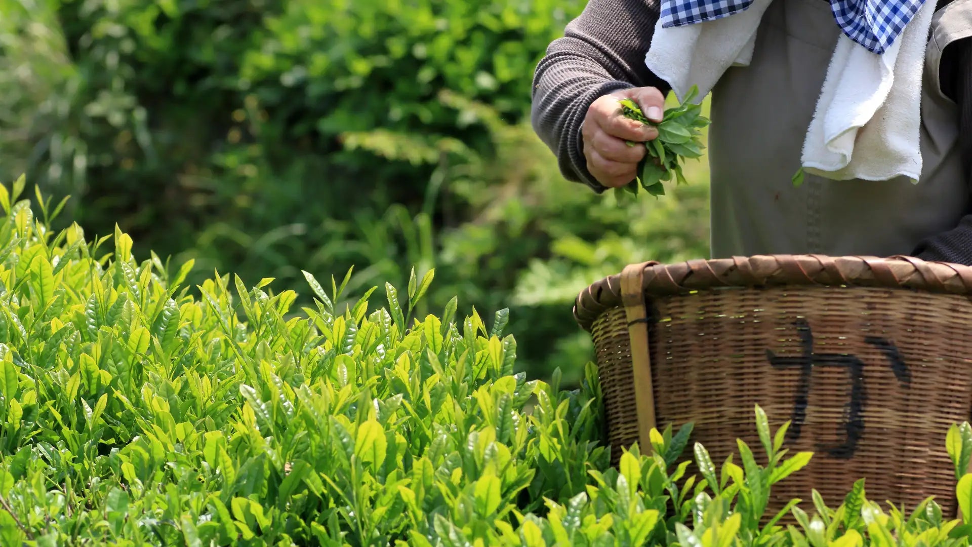 From Mountain to Teacup: Osada Tea's Organic Legacy from Shizuoka