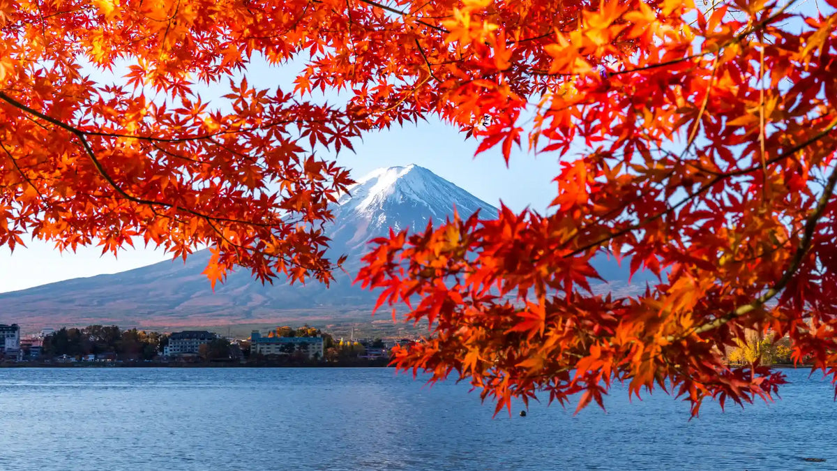 How Japan Keeps an Autumn That Won't Last