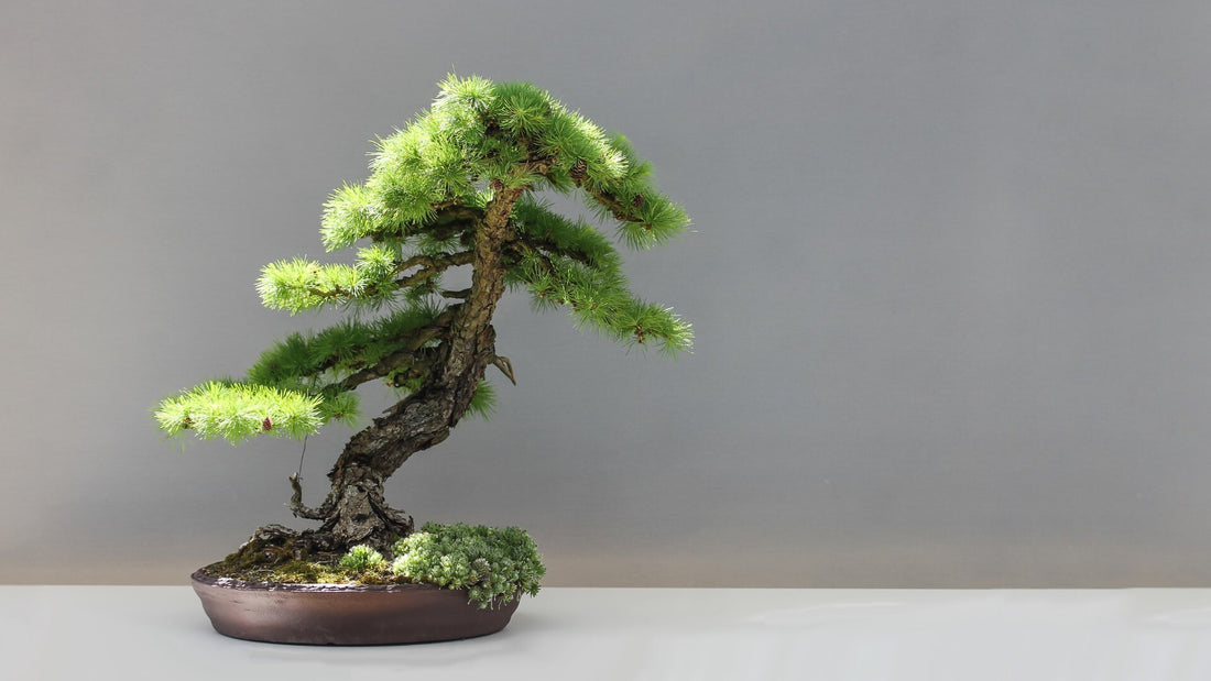 Zen and the Art of Bonsai: Tools and Techniques for Tranquil Gardening with Japanese Shears