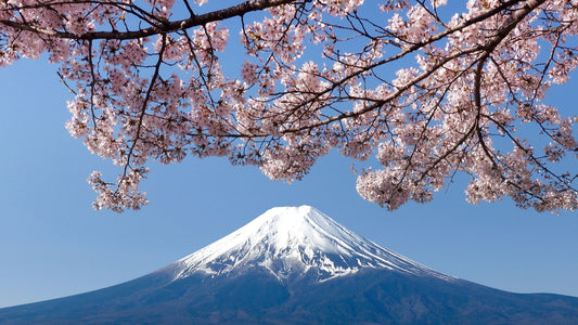 Japan's Top Hanami Spots: Where to Find the Best Cherry Blossoms