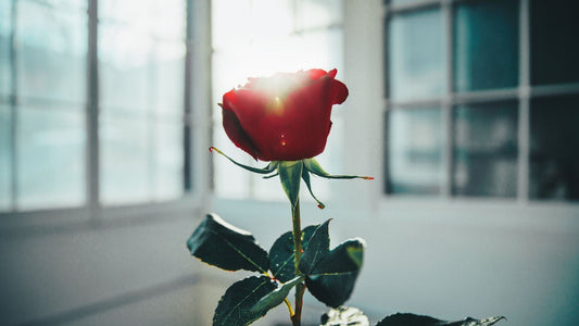 When Love Takes Form: A Japanese Perspective on Valentine’s Gifting